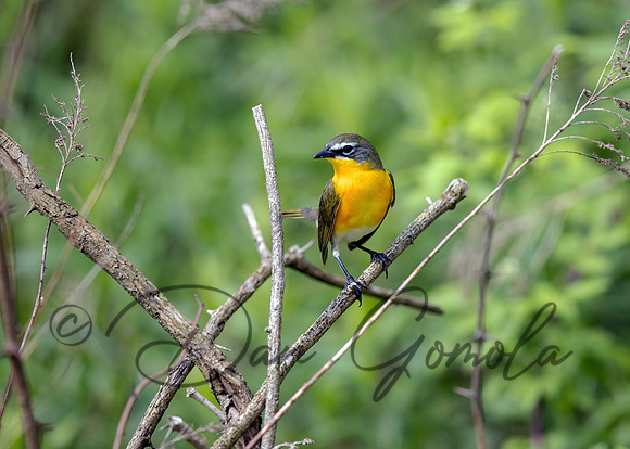 Yellow-breasted Chat