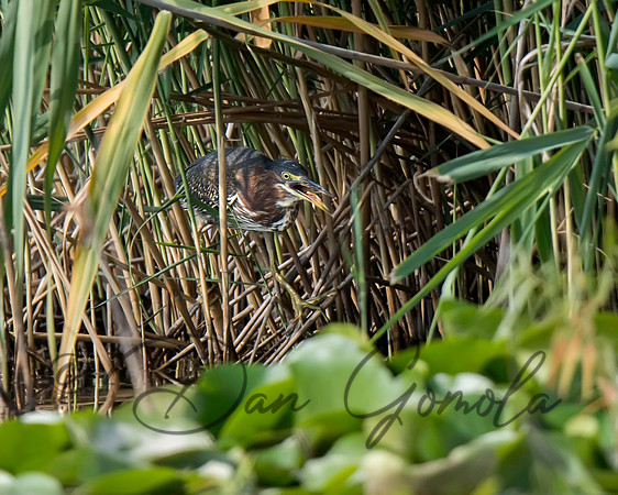 Green Heron