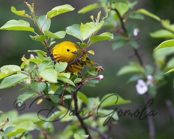 Yellow Warbler