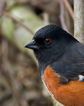 Eastern Towhee