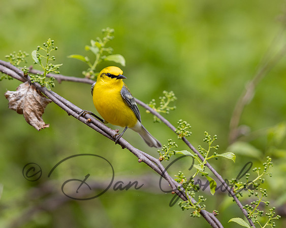 Blue-winged Warbler