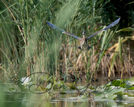 Green Heron