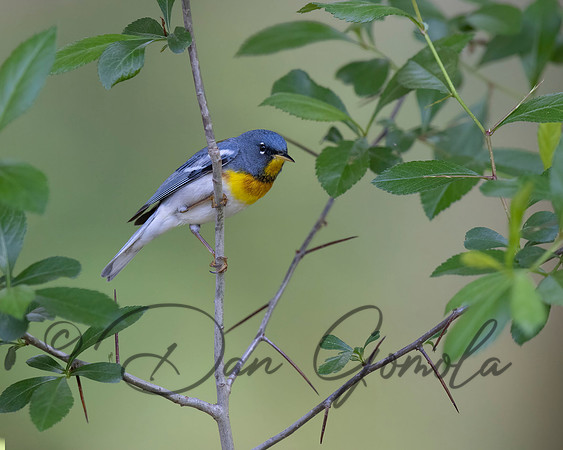 Northern Parula