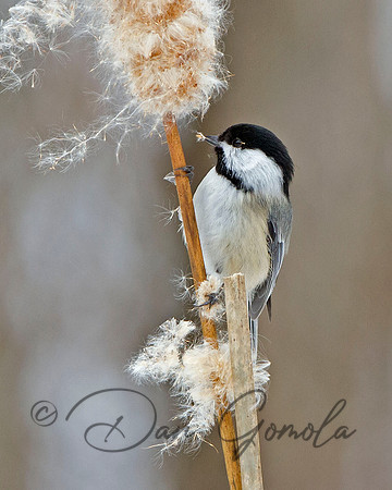 Black-capped Chickadee