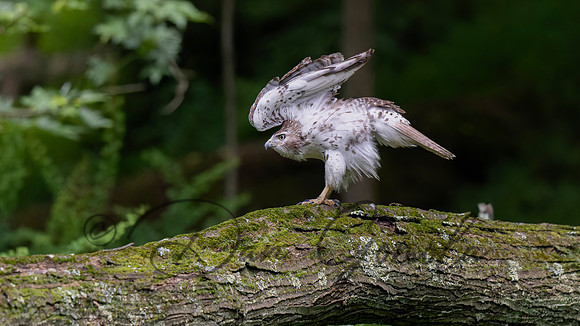 Red-tailed Hawk