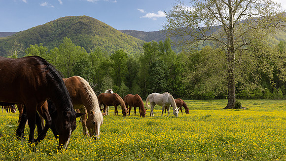 Cades Cove, GSMNP