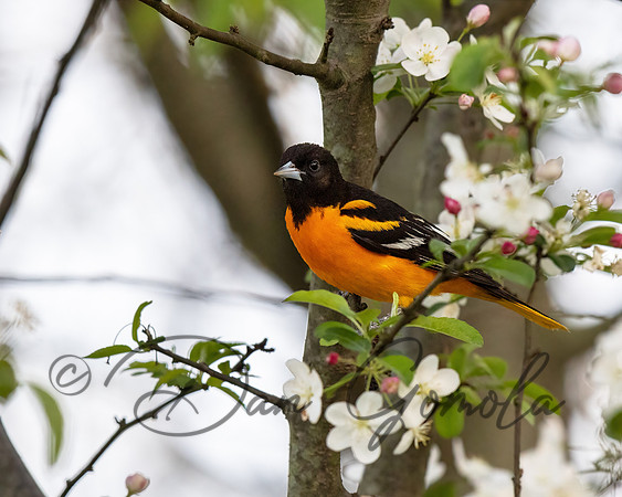Baltimore Oriole