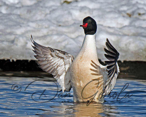 Common Merganser