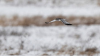 Northern Harrier