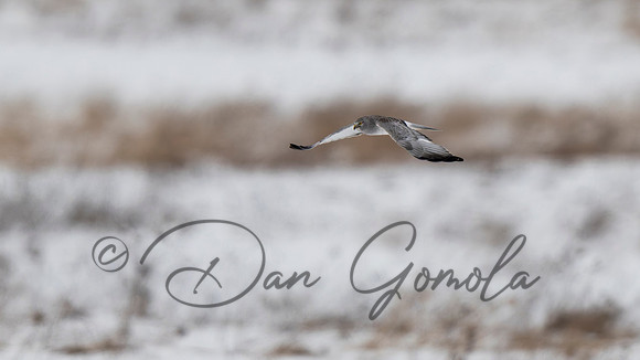Northern Harrier