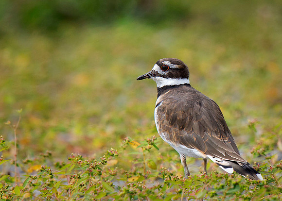 Killdeer