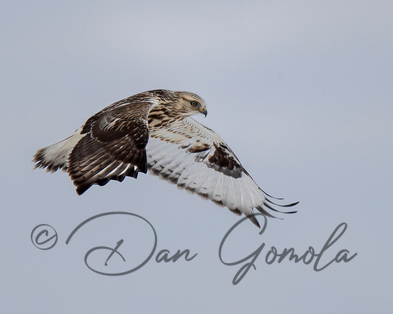 Rough-legged Hawk