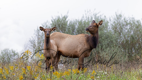 PA Elk (October, 2024)