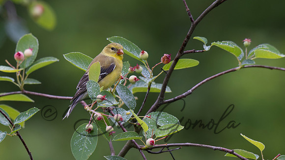 American Goldfinch