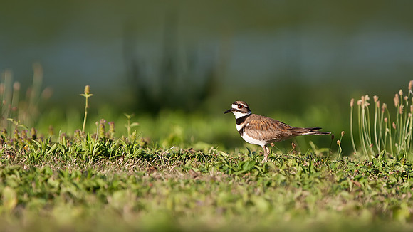 Killdeer