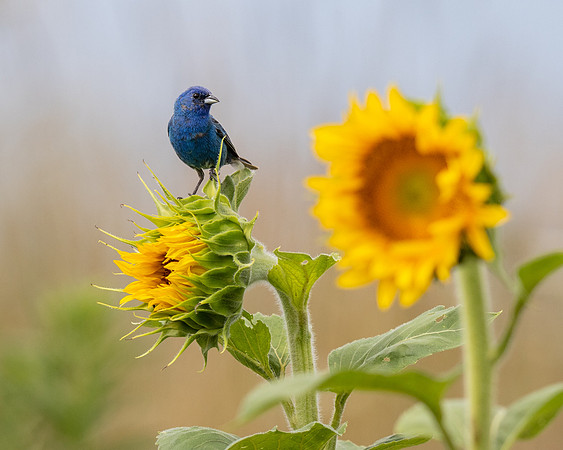 Indigo Bunting