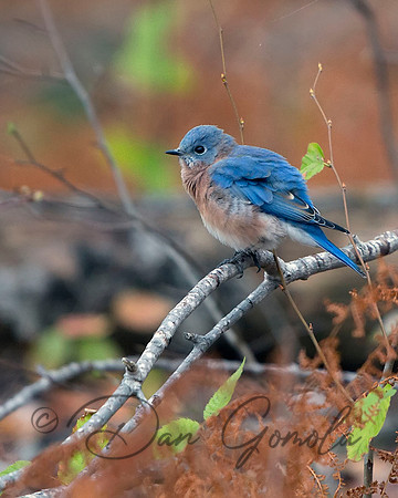 Eastern Bluebird