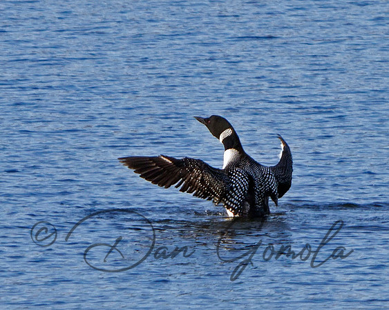 Common Loon