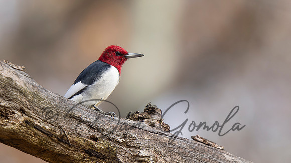 Red-headed Woodpecker