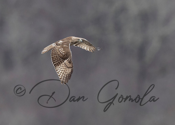 Red-tailed Hawk