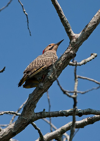 Northern Flicker