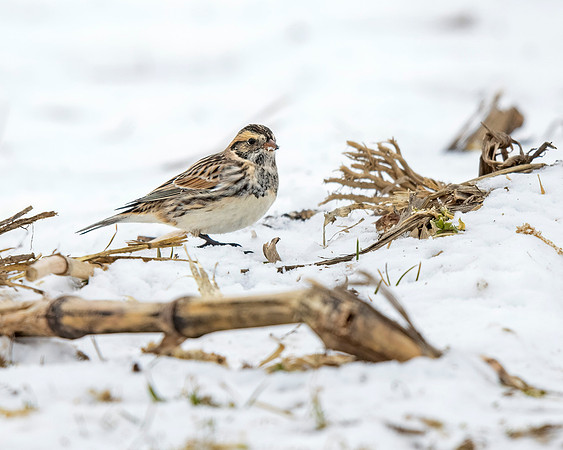 Lapland Longspur