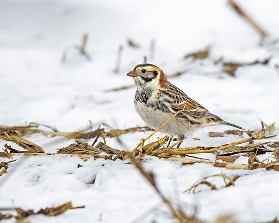 Lapland Longspur