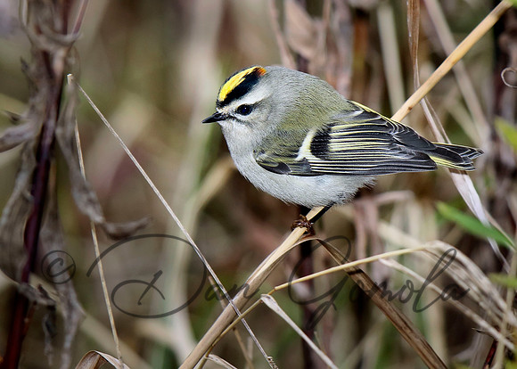 Golden-crowned Kinglet