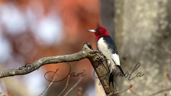 Red-headed Woodpecker
