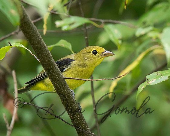 Scarlet Tanager