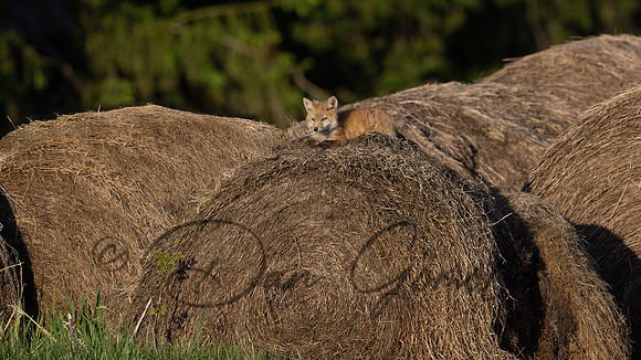 Red Fox