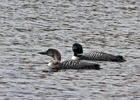 Common Loon