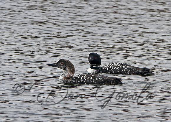 Common Loon
