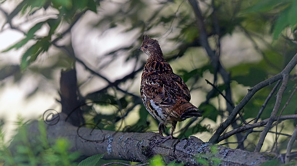 Ruffed Grouse