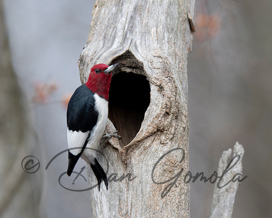 Red-headed Woodpecker