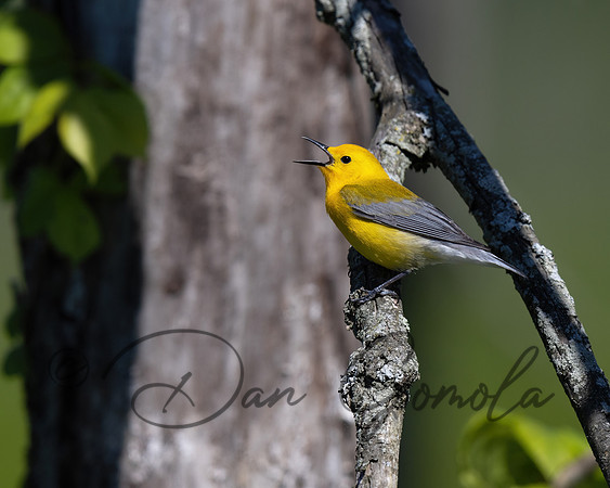 Prothonotary Warbler