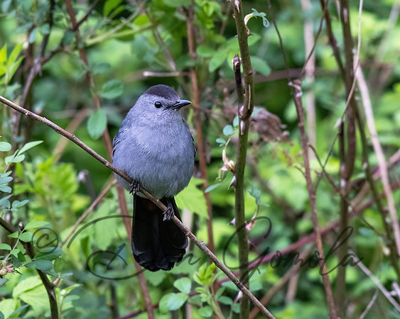 Gray Catbird