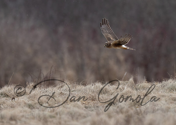 Northern Harrier