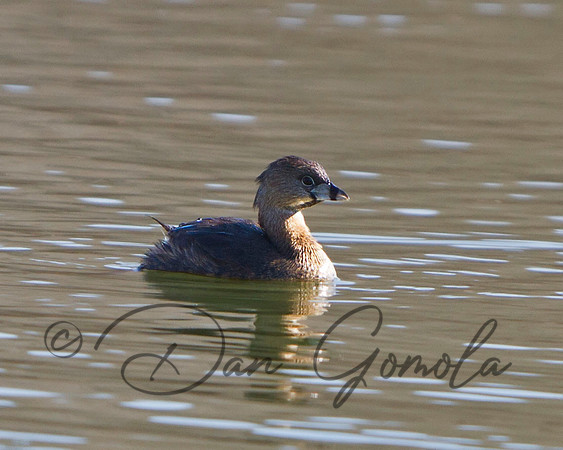 Pied-billed Grebe