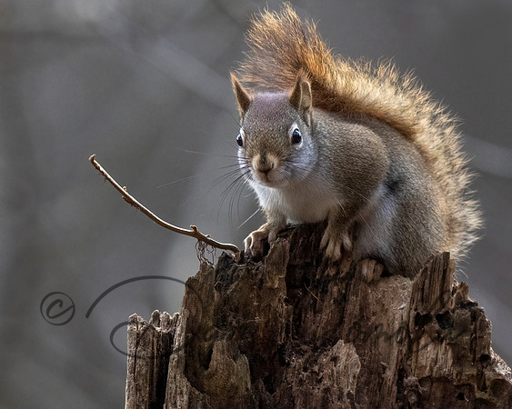 Red Squirrel