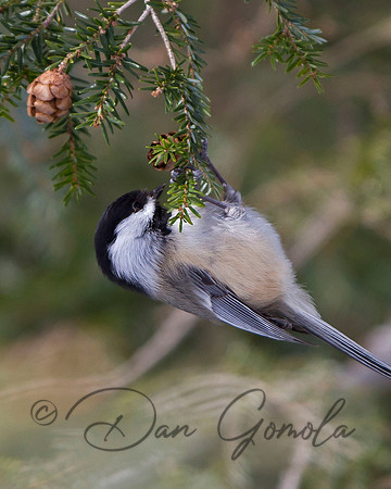 Black-capped Chickadee