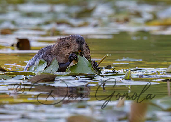 Beaver