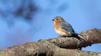 Eastern Bluebird