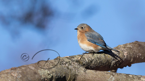 Eastern Bluebird