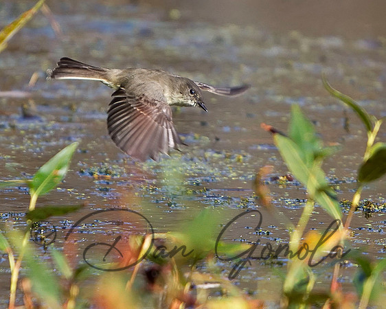 Eastern Phoebe