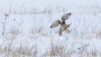 Northern Harrier