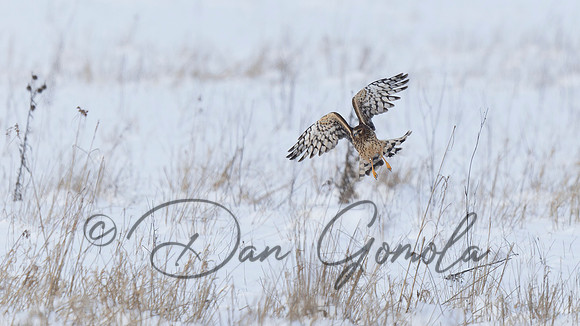 Northern Harrier