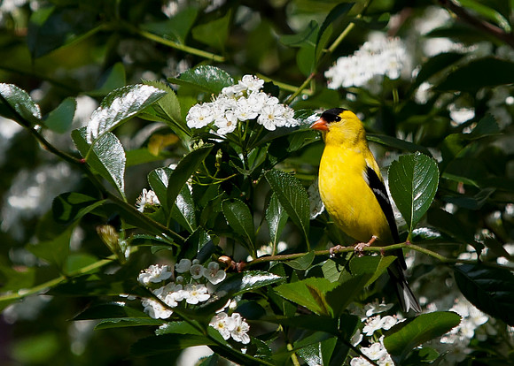 American Goldfinch