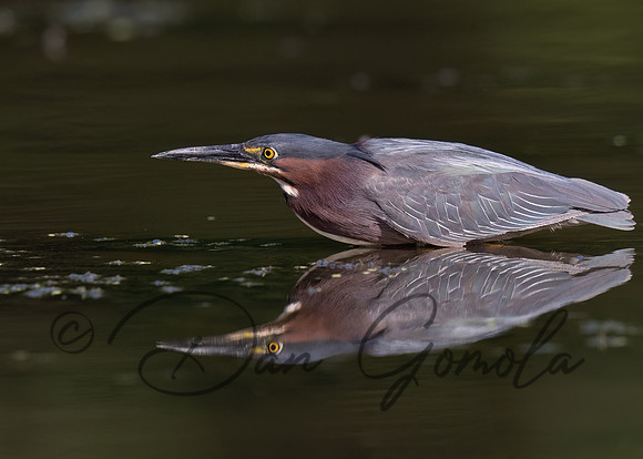 Green Heron