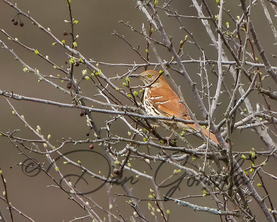 Brown Thrasher